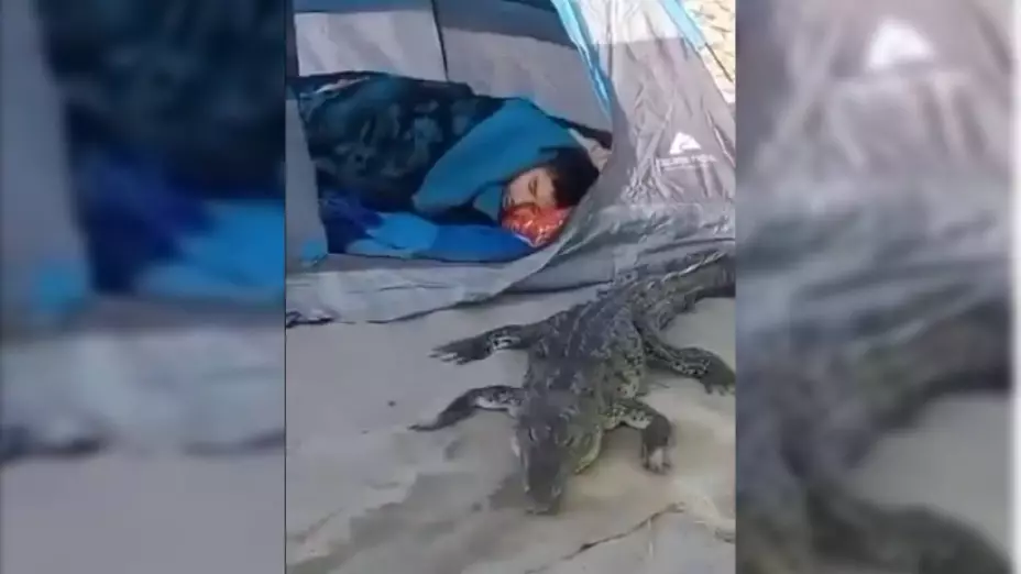 VIDEO_ Familia acampa en la playa y despiertan con un cocodrilo durmiendo junto a ello