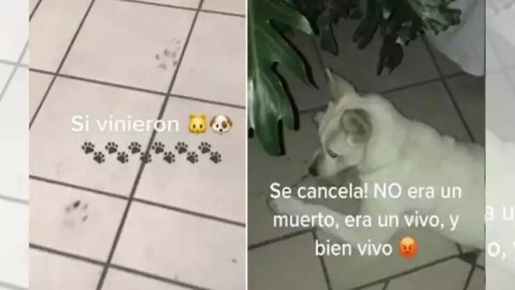 Video Perro se come ofrenda de altar de Día de Muertos