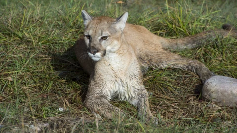 Niño muere tras ser atacado por un puma en Oaxaca