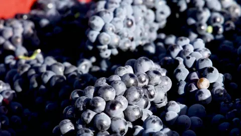 Clima extremo modifica cosecha de uva de Champagne en Francia.