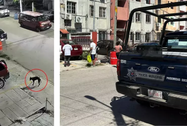 Rechaza Ana Paty el maltrato animal en Cancún tras caso de perrito aventado por un cuarto piso.jpg