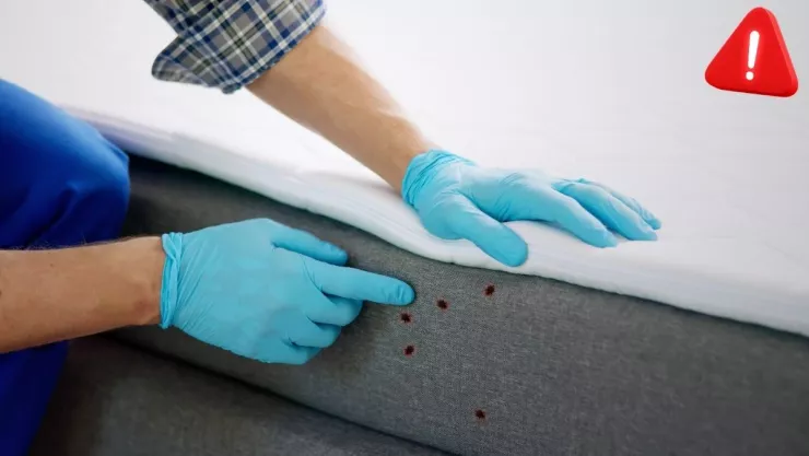 Los peligros a los que nos exponemos si no prevenimos los chinches de cama, según la IA.jpg