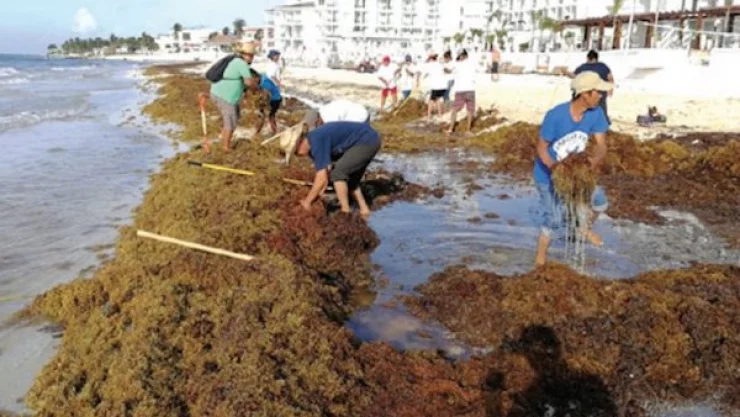 La Secretaría de Marina indicó que tras un estudio elaborado por personal naval se espera una disminución en el arribo de sargazo en las playas del Caribe Mexicano.