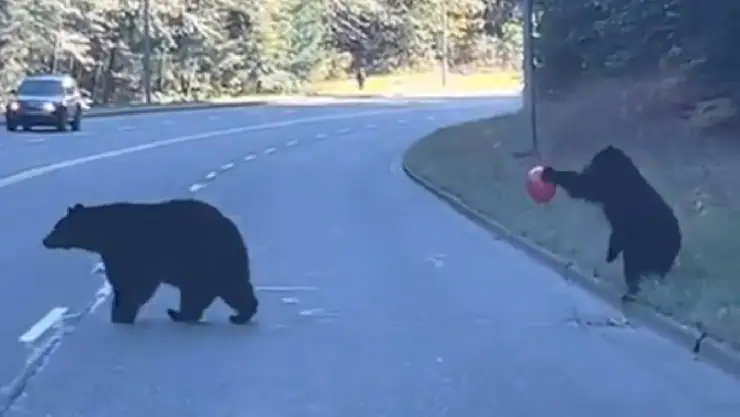 VIDEO_ Bebé oso causa ternura jugando con un globo en la carretera