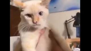 _Gato que se crió con perros y ladra es adoptado video viral.png