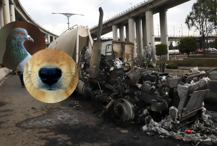 Rescatan a un perro y una paloma tras la explosión de la pipa de gas en Iztapalapa