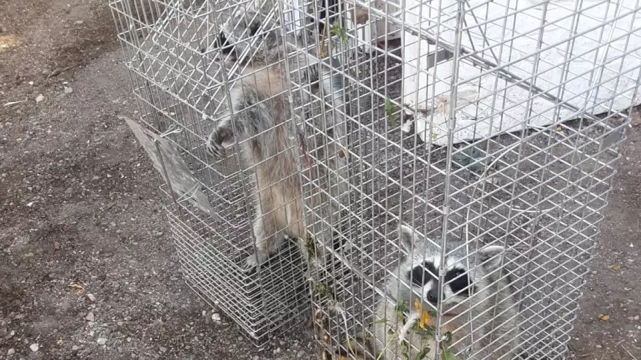 Rescatan mapaches en Chihuahua