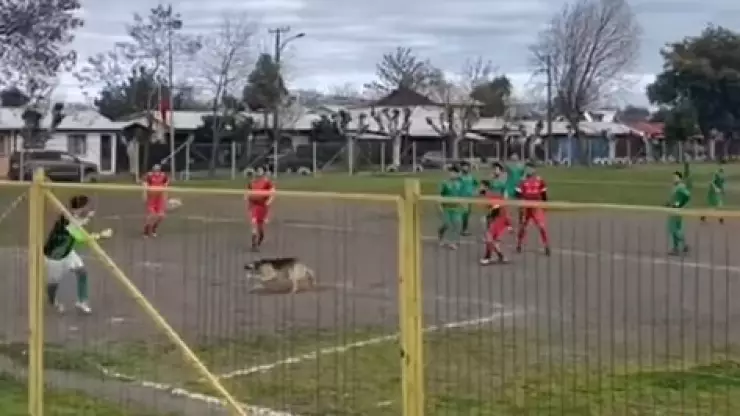 PERRO GOLEADOR.jpg