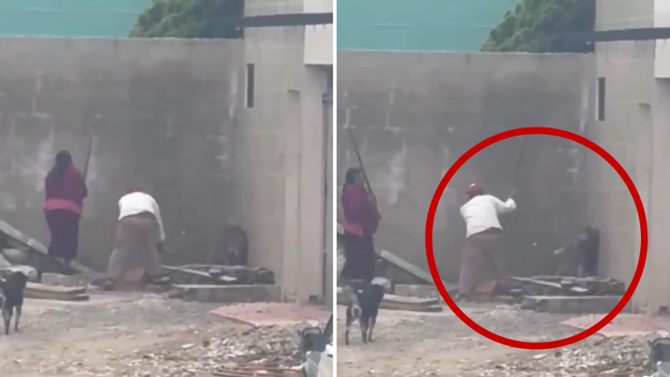 Maltrato animal en Puebla adultos mayores golpean a perrito en Zacatzingo, Zacatlán.png