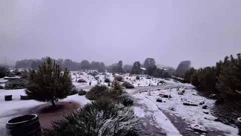 Caída de Nieve en La Rumorosa