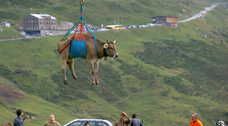 vaca helicóptero suiza.jpg