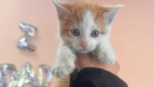 Captura de pantalla 2025-01-30 230004.png