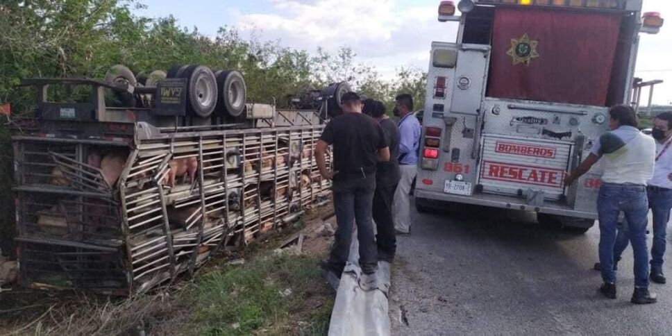 Camión cargado de cerdos sufre volcadura en carretera Mérida-Chetumal