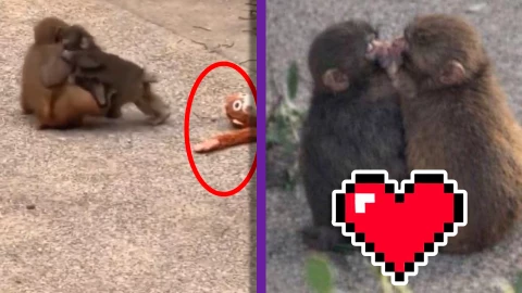 VIDEO_ ¡Ya anda de coqueto! Monito ‘Punch’ se da besitos con la monita ‘Aiko’ y vuelve a ser tendencia en redes.webp