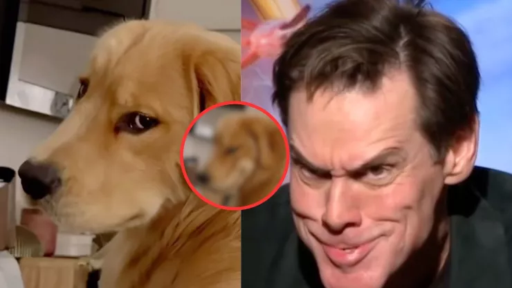 Perrito que sonríe y se parece al Grinch