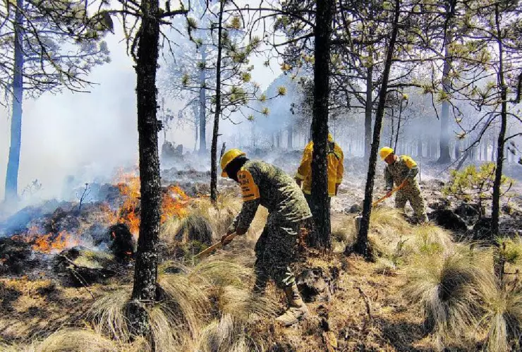 ¿Representa riesgo para la población el incendio forestal en Cofre de Perote?