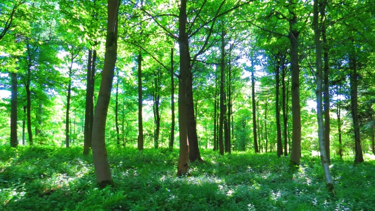 Plantar-árboles-sirve-para-combatir-el-cambio-climático