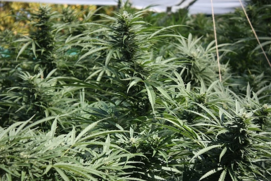 En el interior encontraron las plantas de cannabis y todo tipo de material empleado en su cultivo