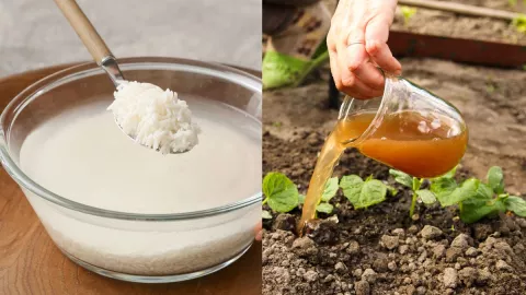 /estilo-de/como-usar-arroz-como-abono-casero-para-citricos-y-plantas-de-jardin