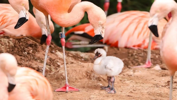 Pareja-de-flamencos-del-mismo-sexo-cria-con-exito-un-polluelo