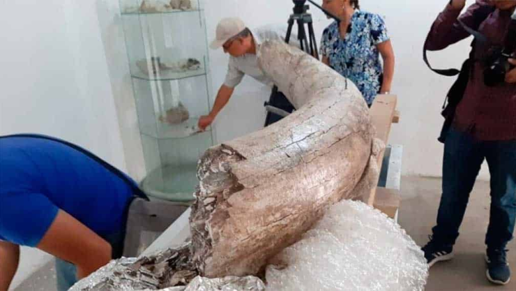 Dan a conocer hallazgo de restos de un mamut en Puebla