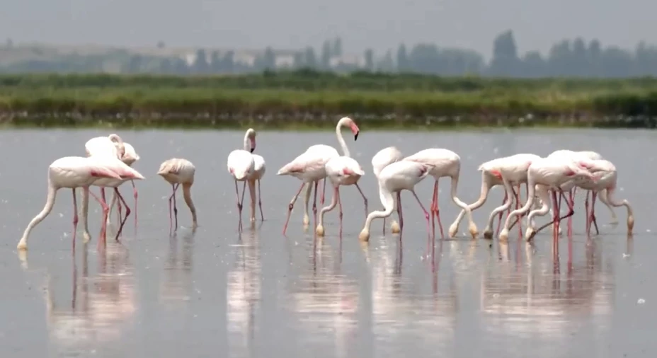 ITALIA-FLAMENCOS-AGRICULTORES