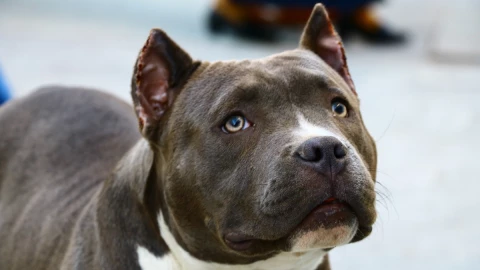 Perro pitbull defiende su casa