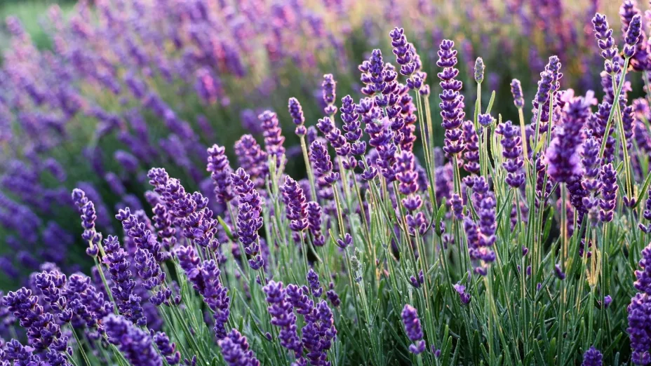 La lavanda es una de las plantas que necesita poco riego pero entrega mucha perfección.