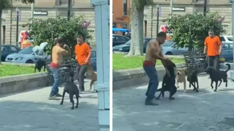 VIDEO_ Perritos callejeros detuvieron una pelea