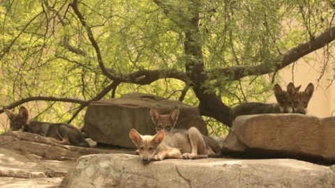 Nace camada de lobo gris en ciudad Victoria
