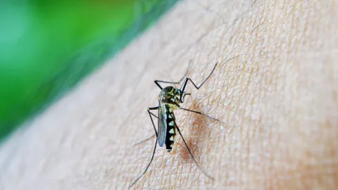 Así puedes evitar que te piquen los mosquitos sin usar repelente