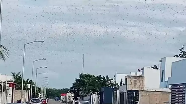 Langostas en Yucatán
