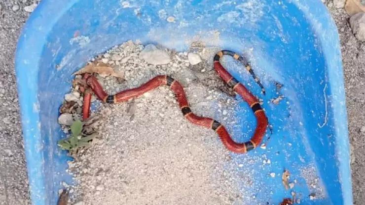 Venenosa serpiente coralillo fue hallada en los pasillos de una escuela