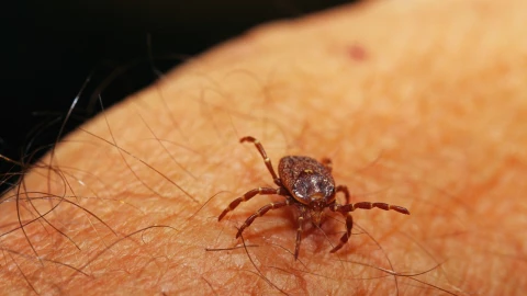Confirman en EUA enfermedad potencialmente mortal por garrapatas: sus síntomas