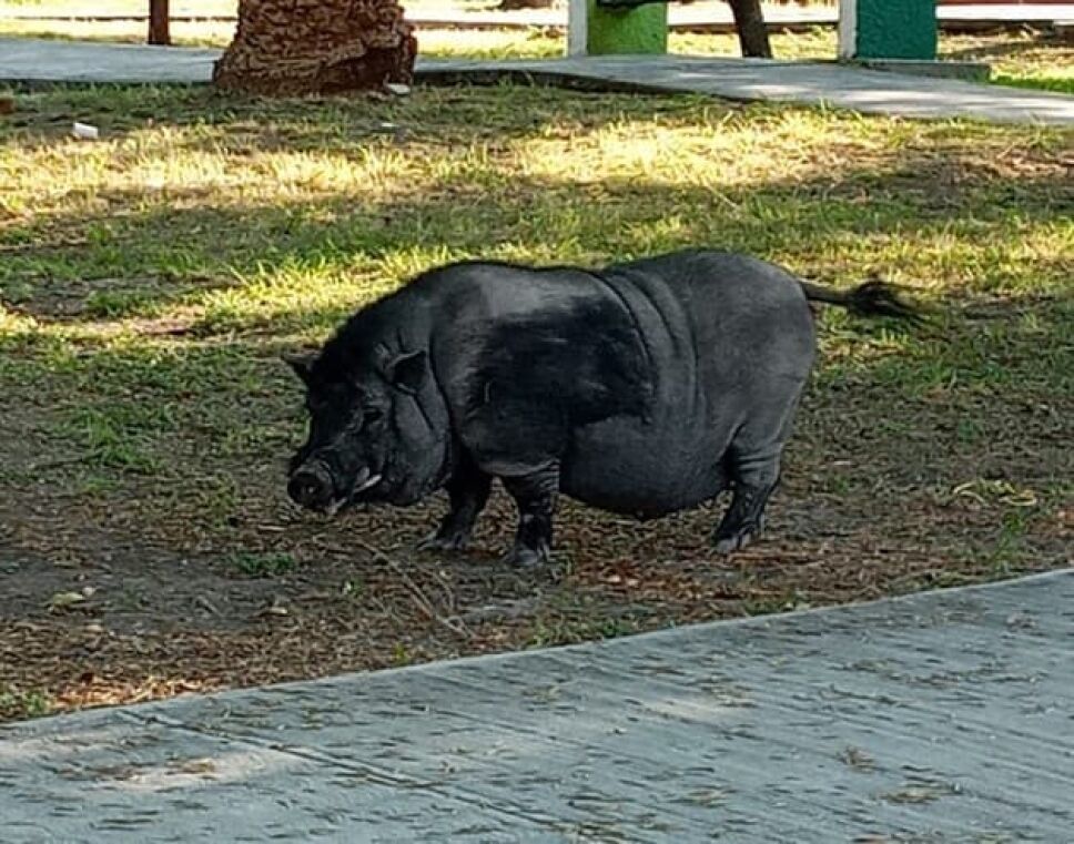 Jabali