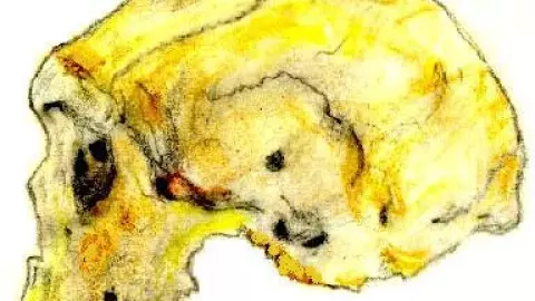 Nueva especie, ser humano.jpg