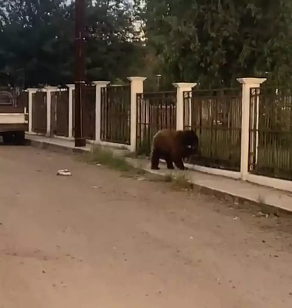 Habitantes de Cumpas, Sonora, asesinan a oso negro