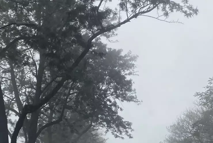 Niebla Xalapa