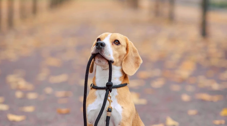 perro (3).png