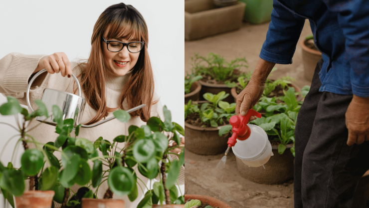 Rociar vinagre en las plantas ¿Por qué se recomienda y para qué sirve.png