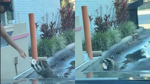 Mapache hace fila y le regalan dona