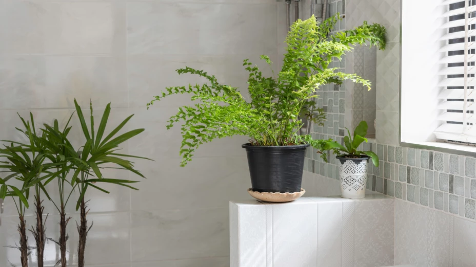 plantas absorben humedad