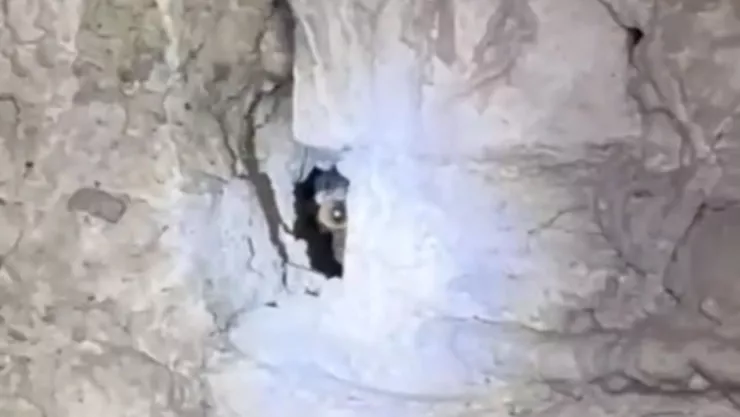 Presunto Nauhal en una pared