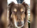 Famosos con un Hachiko en su vida (9).jpg