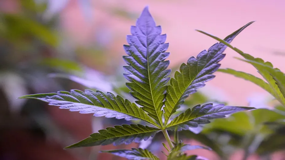 EEUU-MARIHUANA