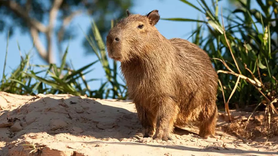 Capibara