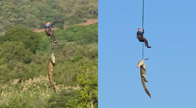 Operativo para atrapar a cocodrilo en Sudáfrica.