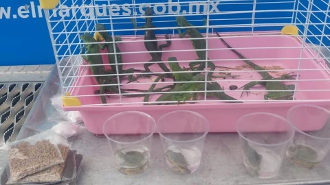 Aseguran iguanas y tortugas por ventas ilegales