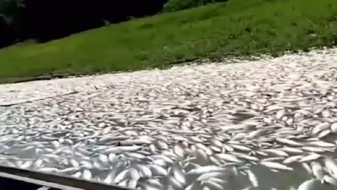 Video Aparecen miles de peces muertos en el lago Coari, Brasil