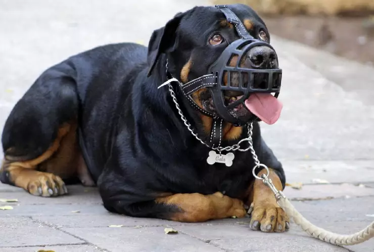 Un rottweiler atacó a un niño en Rusia
